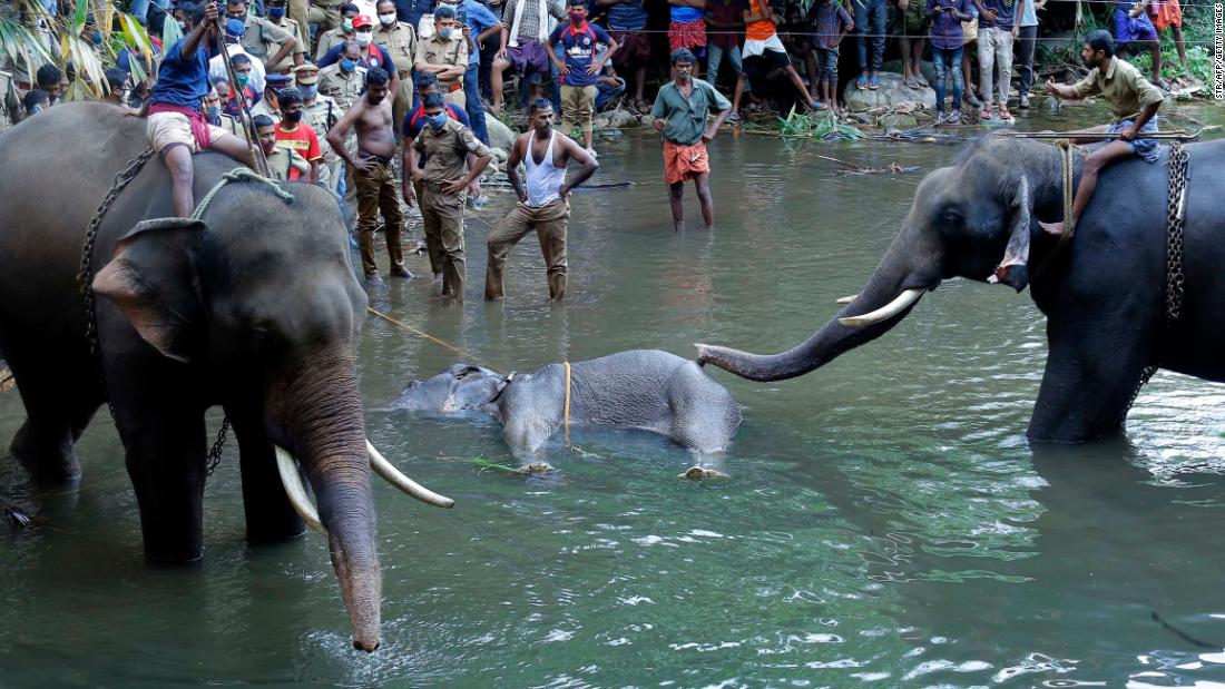 An elephant in Kerala dies after suspicious firecrackers hidden in fruit exploded in her mouth