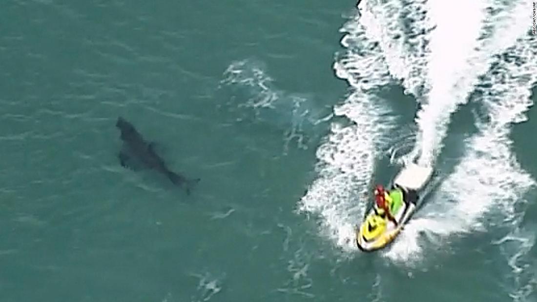 Shark Attack: An Australian surfer dies after being bitten by a great white shark nearly 10 meters long