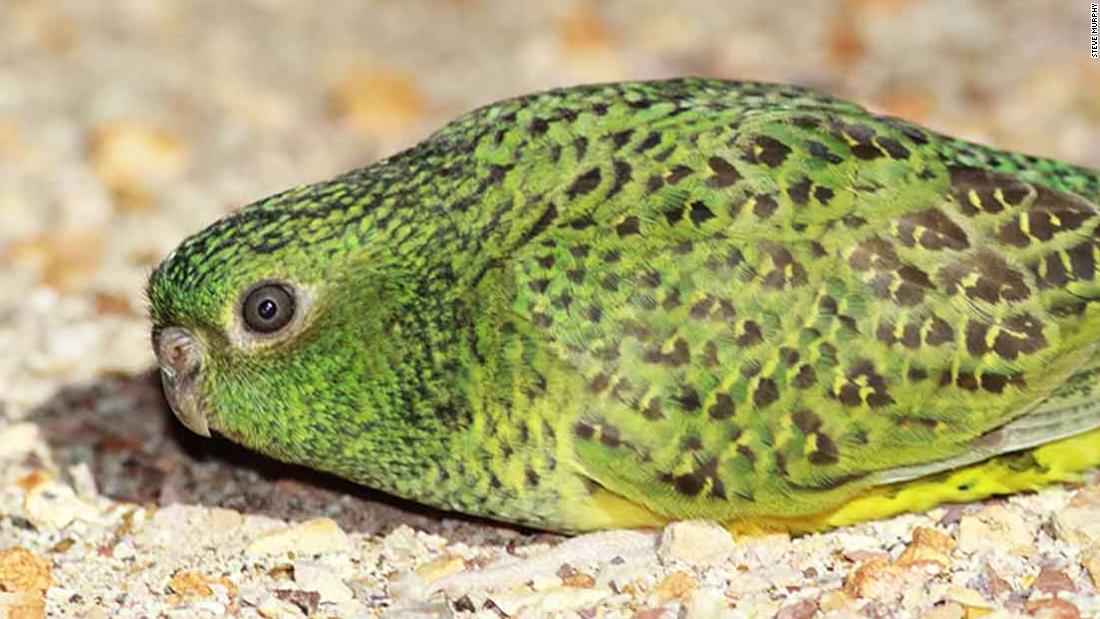 The Australian rare, elusive nocturnal parrot may not see so well in the dark