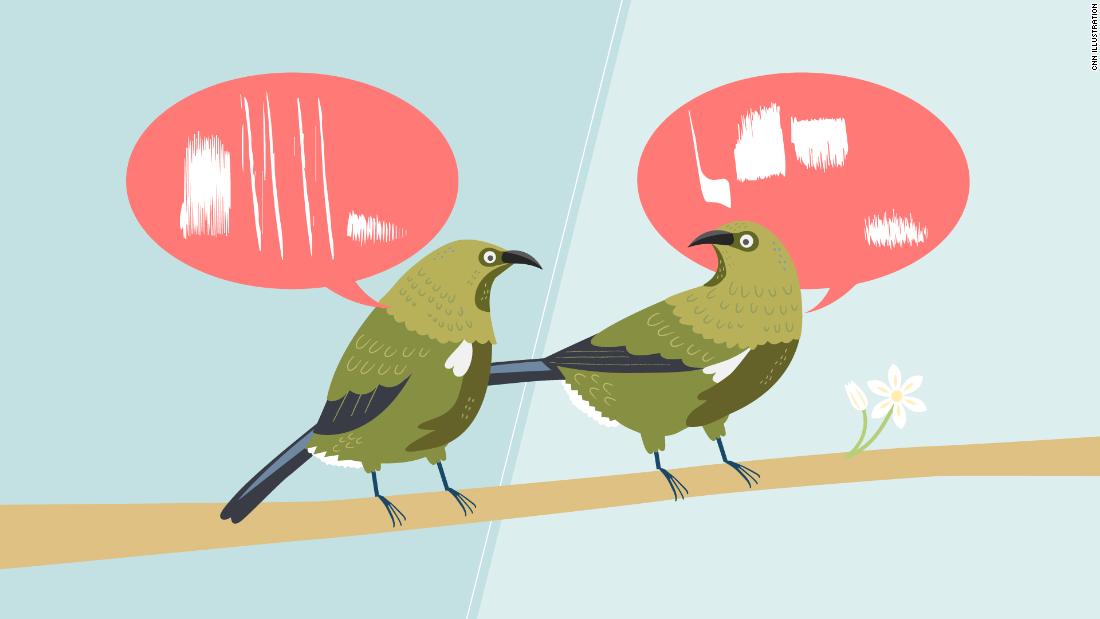 The birds do not sing the same song. They also have dialects