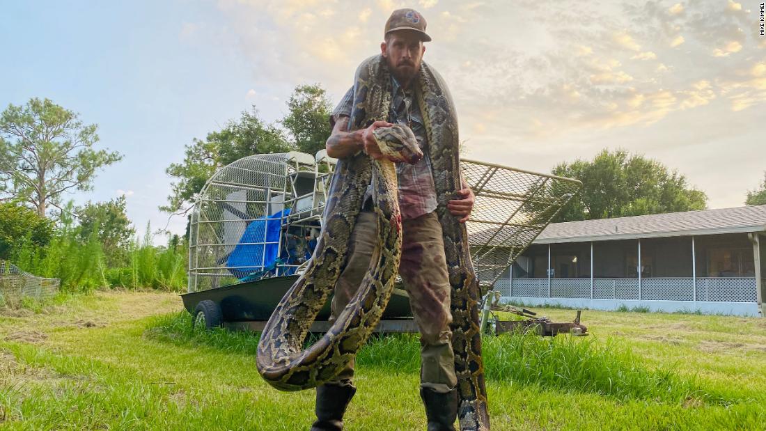 A 17-foot python caught in Florida