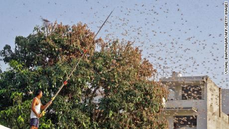 India has been using drones and fire engines to fight its worst locust invasion in nearly 30 years