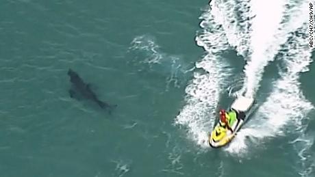 In this image made from aerial video, jet skiing passes over a shark swimming along the coast of Kingscliff, New South Whales, Australia, Sunday, June 7, 2020. 