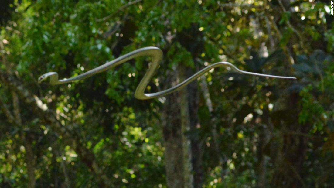 Flying snakes? Here’s how snakes can glide through the air