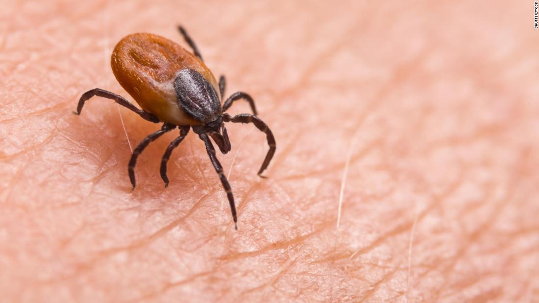 Why tick season could be worse in the summer of Covid-19