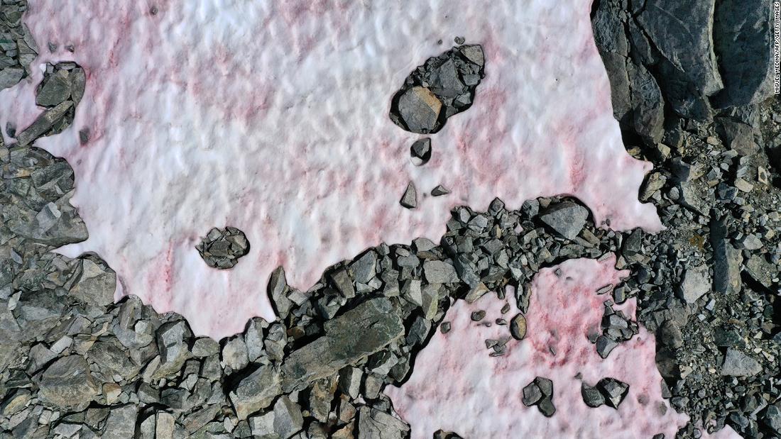 The Italian glacier turns pink due to melting algae