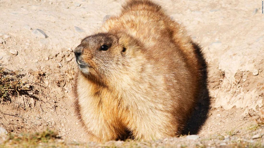 Bubonic plague: Russia fights marmot hunting