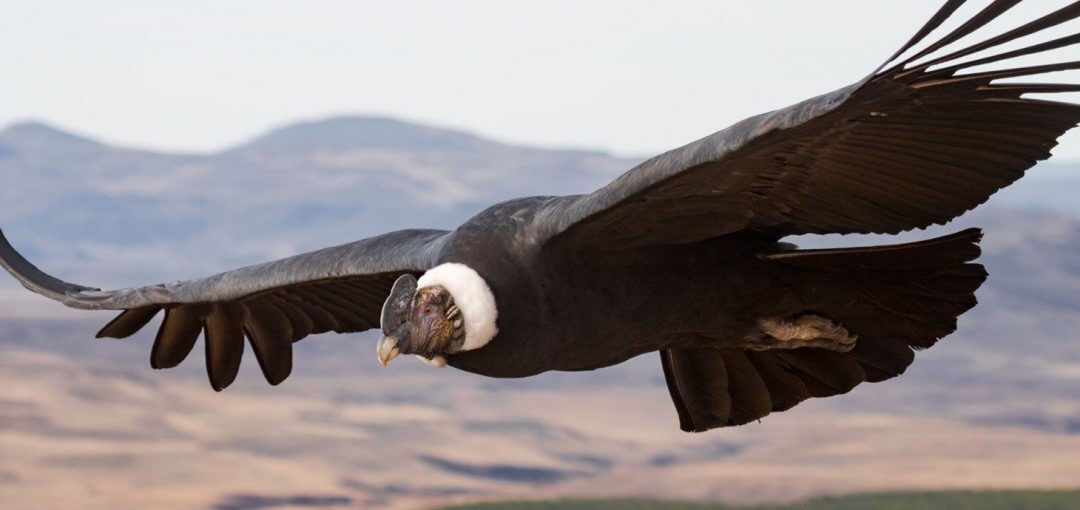 Andean condors can fly more than 100 miles without flapping their wings once, researchers reveal