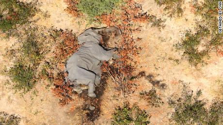 Images obtained from CNN show how many elephants lie 