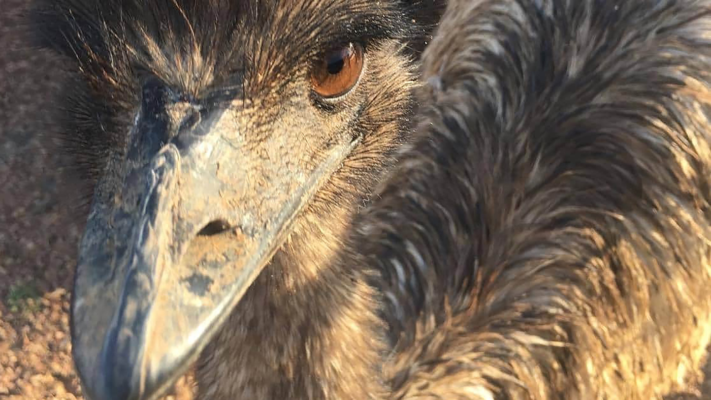 'Emus Have Been Banned' For Bad Behavior, A Hotel In Australia's Outback Says : NPR