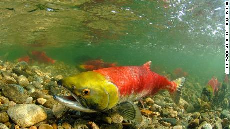 Warm temperatures threaten hundreds of fish species the world relies on, research reveals