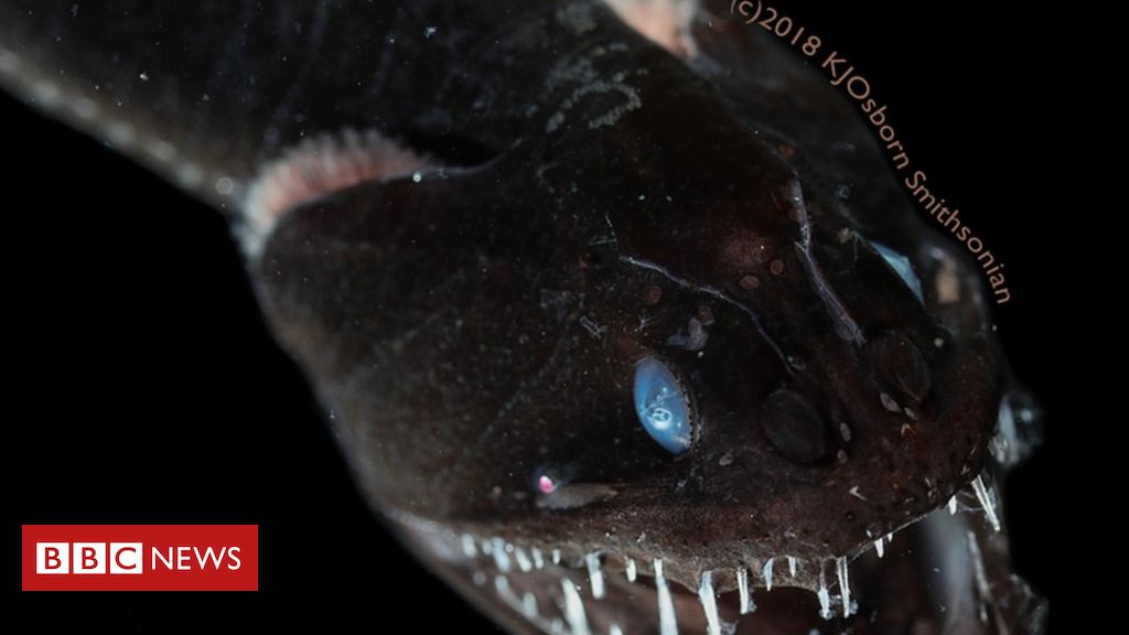 Scientists get rid of gentle on how the blackest fish in the sea ‘disappear’