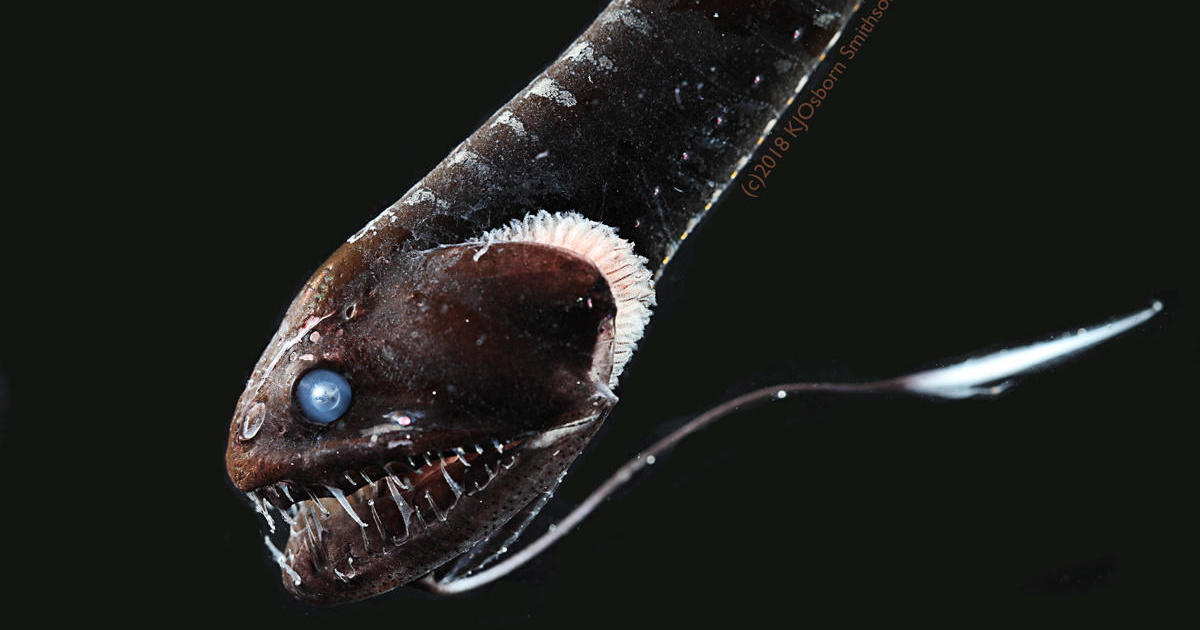 Terrifying photos show "ultra-black fish" camouflaged in the darkest parts of the ocean