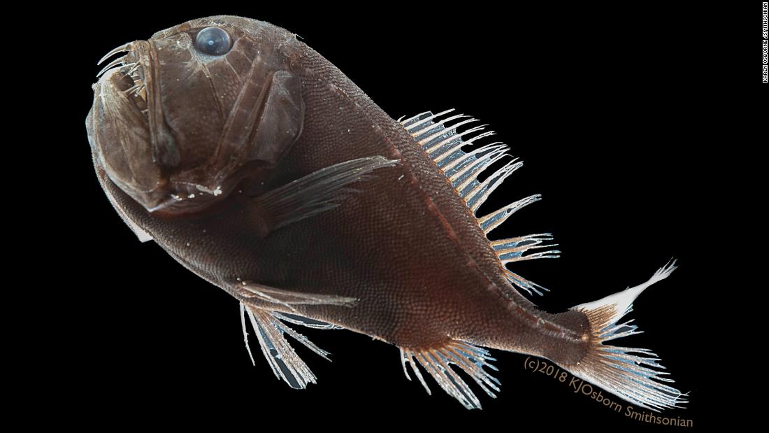 This pitch-black fish has a disappearing act scientists just solved