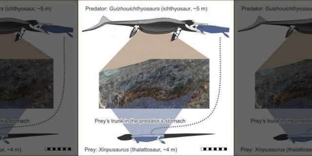 Stomach contents of a fossil ichthyosaur show that it ate another reptile almost as big as itself just before it died. (Credit: University of California, Davis)