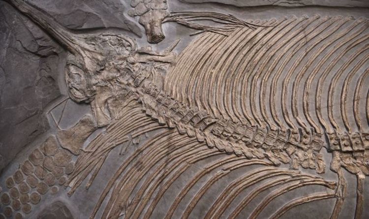 Archaeology news: Scientists discover remnants of prehistoric fossil's last meal | World | News