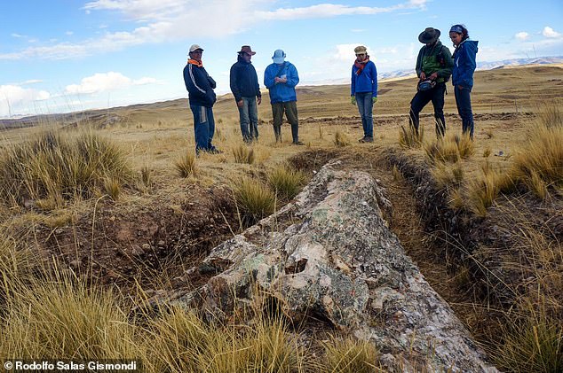 Large fossilised tree in Peru displays Andes environmental modify