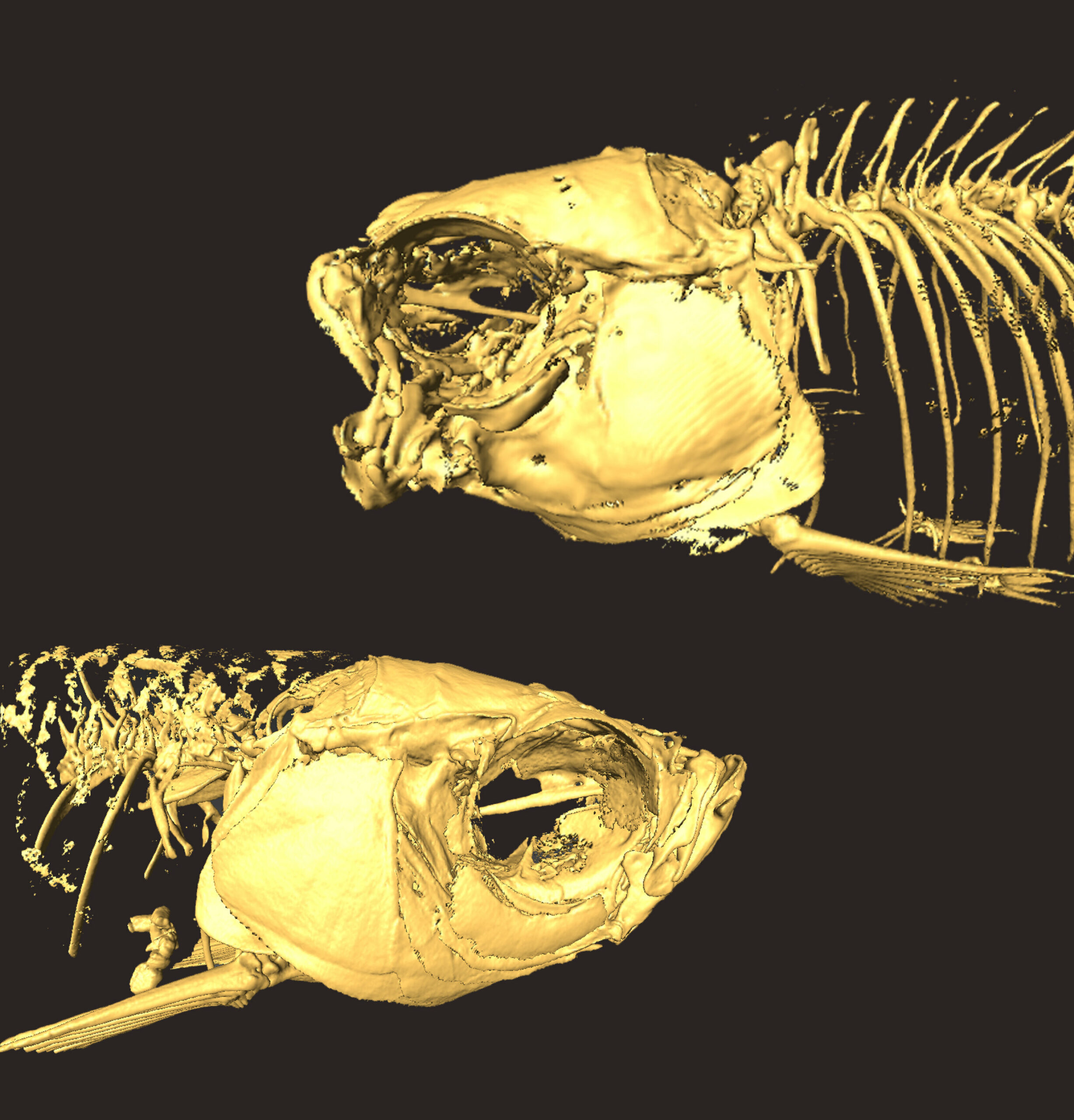 Modern mutant fishes replicate creatures of ancient oceans