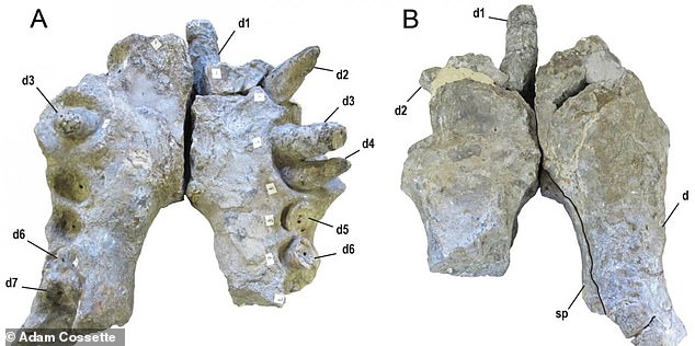 ‘Terror crocodiles’ from 82m years in the past experienced banana-sized enamel
