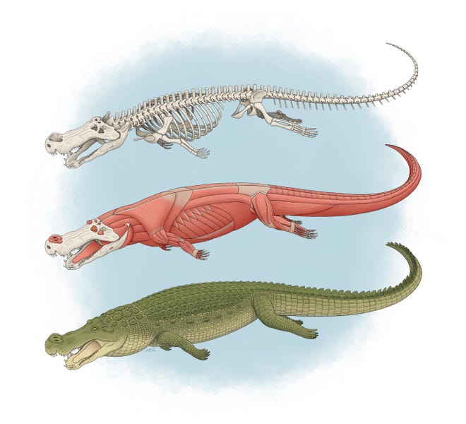 The skeleton, musculature and outer appearance of Deinosuchus, prehistoric crocodiles that were up to 33 feet long.