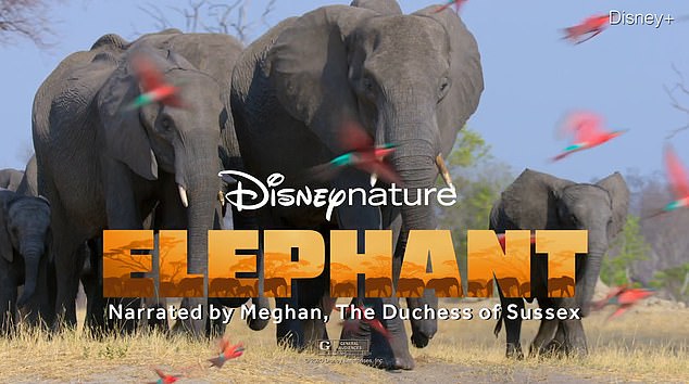 Meghan Markle recorded her version of the new Disney documentary The Elephant (pictured) this fall last year