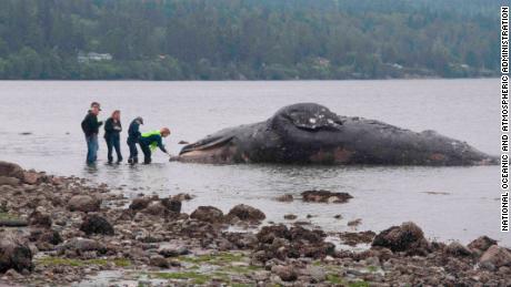 Landlords overlooking the waterfront in Washington state get an unusual request: take dead whales 