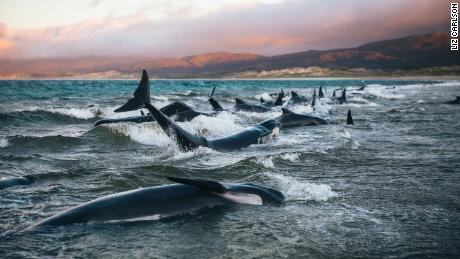 A woman talks about a heartbreaking attempt to save 145 whales on the beach 