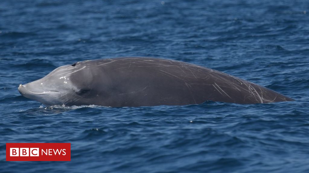 A mysterious beak whale breaking a record in a mammal diving