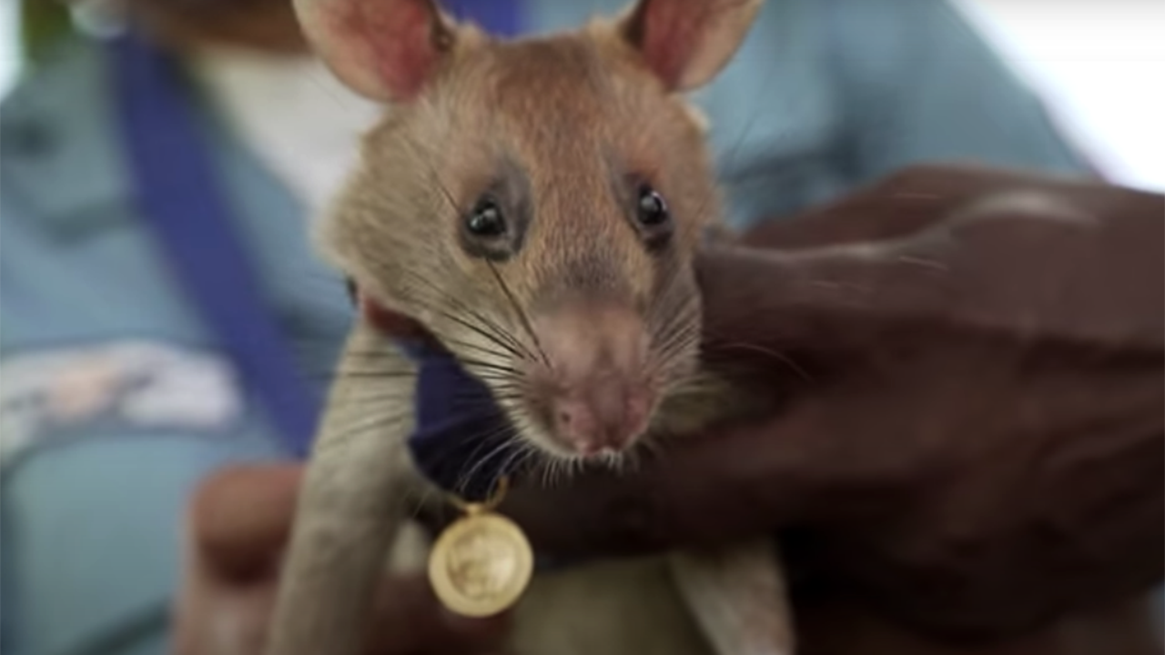 A giant mouse wins an animal hero award for discovering landmines in Cambodia