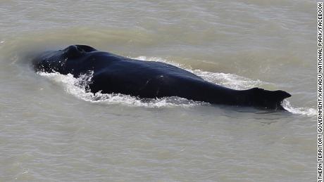Three whales were first seen in the river, but experts believe that only one remains.