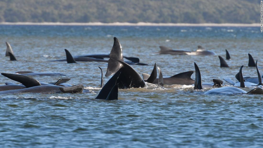 Australian whales: Tasmanian officials race to save hundreds of stranded animals
