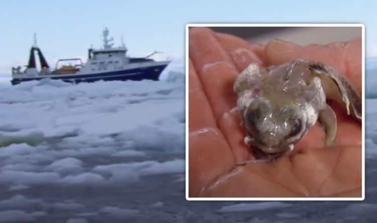   Breakthrough in Antarctica: Discovering strange 'previously unmatched' creatures under ice |  Science |  News

