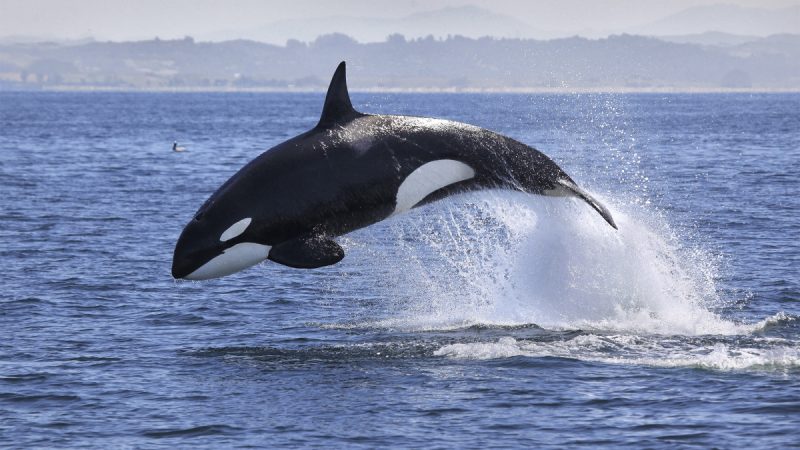 Killer whales attack sailboats near Spain and Portugal

