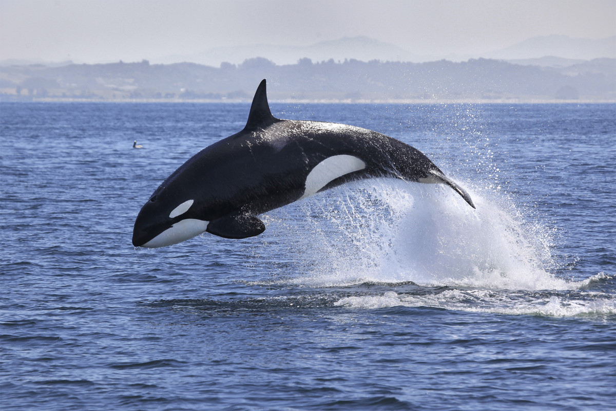 Killer whales attack sailboats near Spain and Portugal