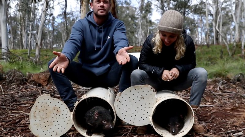   Tasmanian devils return to the Australian mainland after 3,000 years |  Australia

