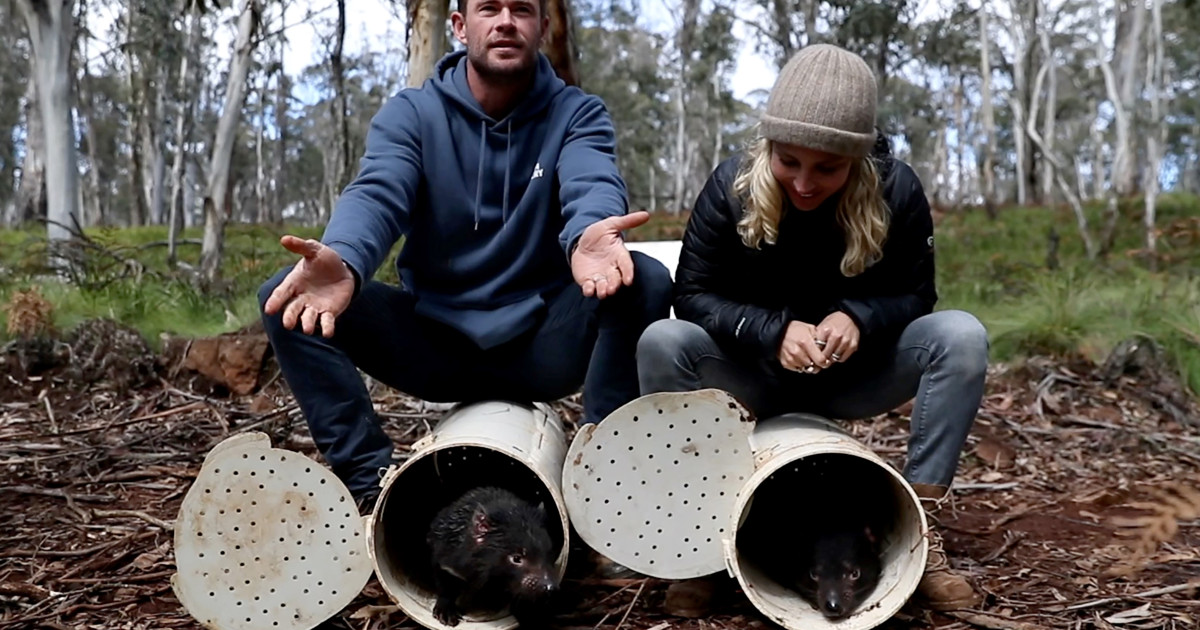Tasmanian devils return to the Australian mainland after 3,000 years |  Australia