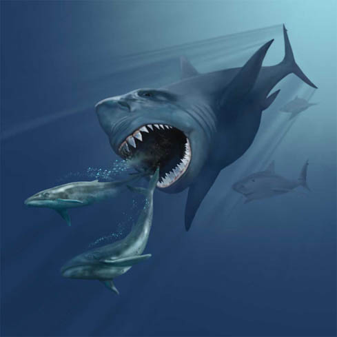 Artistic impression of a megalodon chasing two Eobalaenoptera whales (Photo: Karen Carr) 