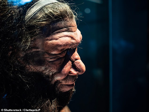 Since the remains of the first Neanderthals were found about 150 years ago, scientists have been debating the size and shape of their chest.  In the photo, a model of an adult Neanderthal