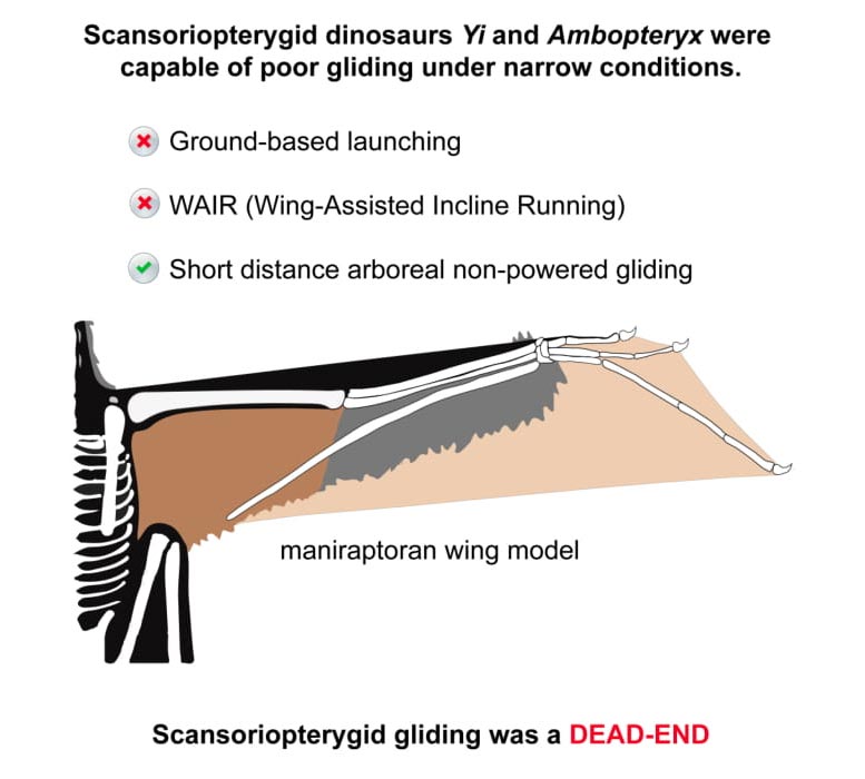 Ambopteryx Yi Summary of Findings