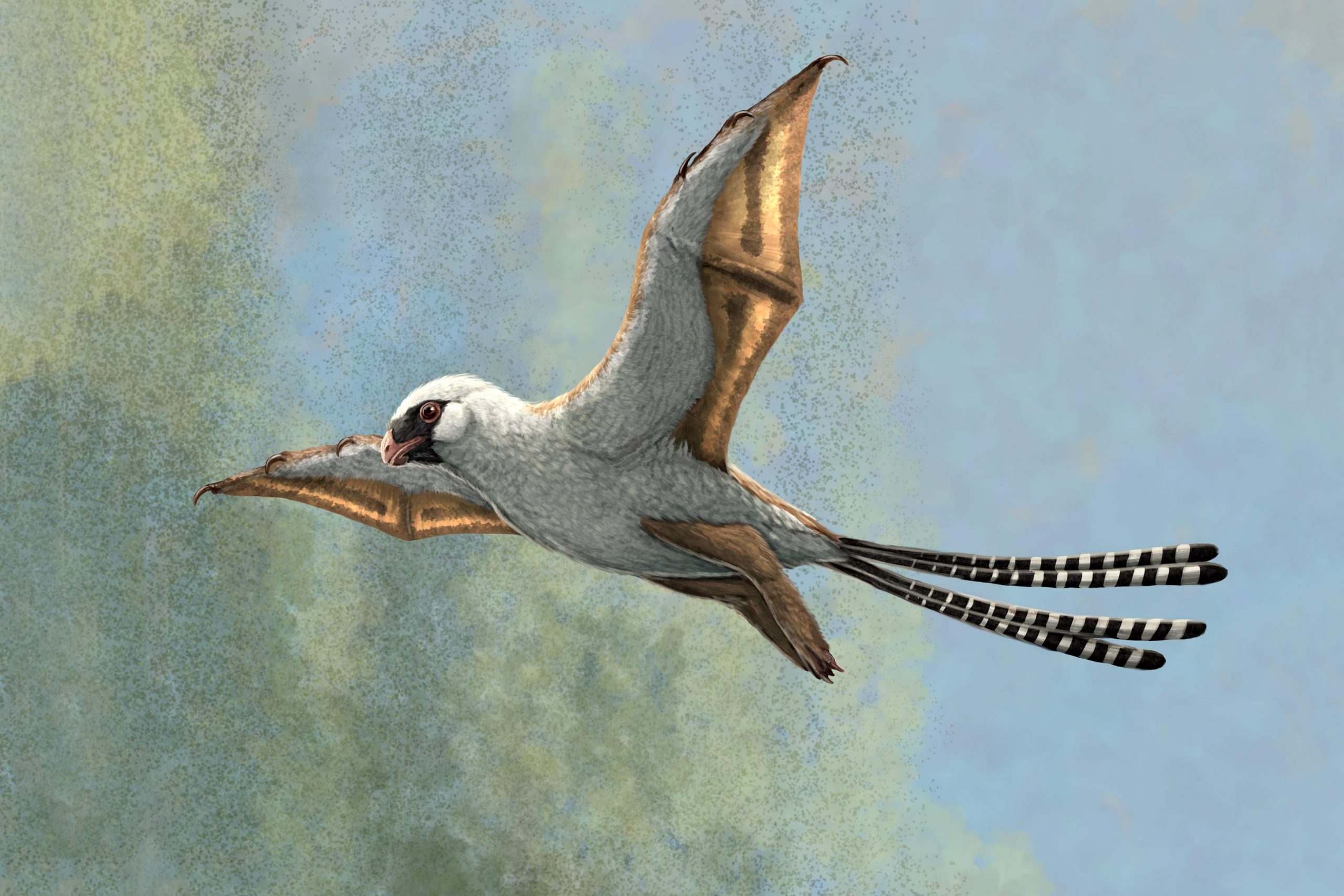 These two bird-sized dinosaurs developed bat-like wings, but they struggled to fly
