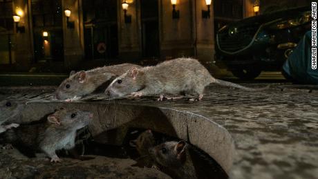 With restaurants closed, the CDC says the rats have become aggressive