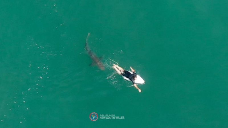 Dramatic drone video showing a nearby surfer communicating with a shark: "My heart just sank."

