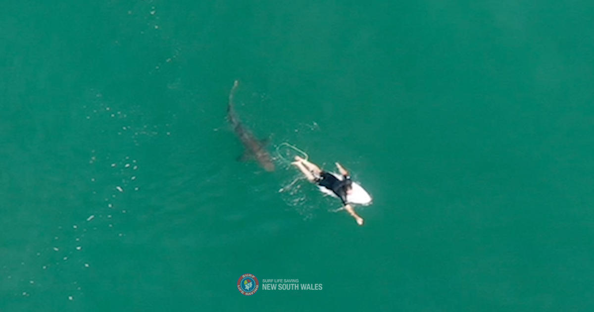 Dramatic drone video showing a nearby surfer communicating with a shark: “My heart just sank.”