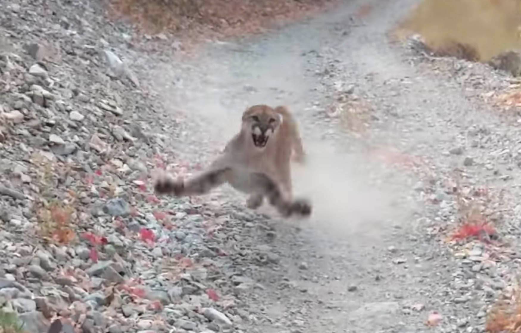 Watch a mountain lion chase a man for a terrifying 6 minutes - BGR

