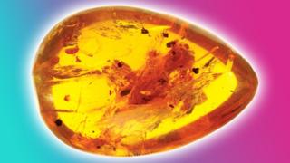 Abanerpetontid fossils trapped in amber