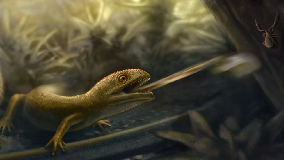 A 99 million year old amphibian has been found with a slingshot tongue