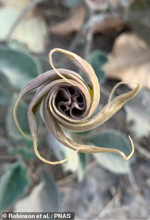 Researchers from the United Kingdom and the United States found that a spiral art form depicted on a cave wall south of Bakersfield resembles an intoxicating flower known as the 'Holy Datura' (pictured)