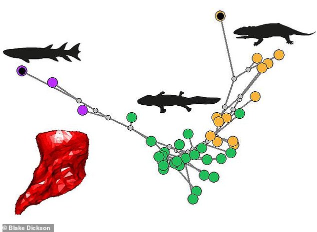 The analysis covered the transition from aquatic fish (left) to terrestrial tetrapods (right) - including an intermediate (middle) species with previously unknown motility abilities.  The researchers found that the limb emergence in this latter group coincided with the transition to land - but these pioneers were not very good at walking.