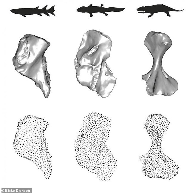 They found that the early L-shaped (middle) humerus derived from a fractured fish bone (left) provided some benefits for moving on the ground - but not much.  The pioneering creatures had a long way to go before they developed the ability to use their limbs with ease.  Later, the bone morphed into a stronger, elongated, and twisted shape (right) - resulting in a more active gait that helped nourish the new biodiversity and expand ecosystems