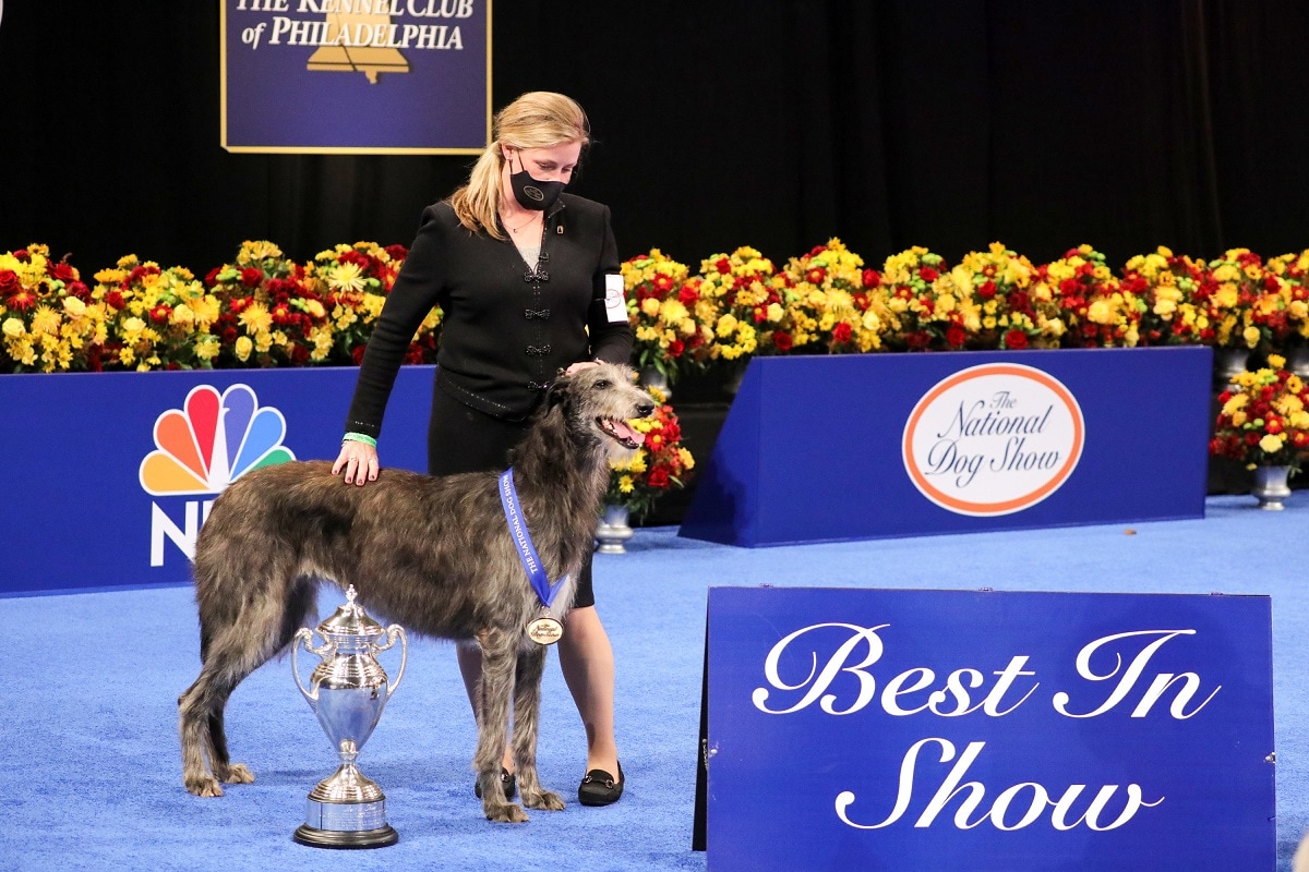 Claire the Scottish Deerhound bags first place at the National Dog Show 2020